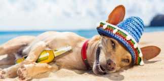 fun things to do in acapulco Chihuahua dog relaxing and resting, drunk on the sand at the beach on summer vacation holidays, ocean shore behind