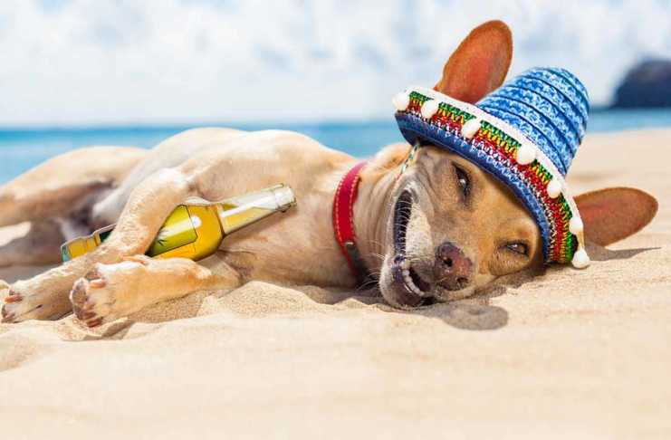 fun things to do in acapulco Chihuahua dog relaxing and resting, drunk on the sand at the beach on summer vacation holidays, ocean shore behind