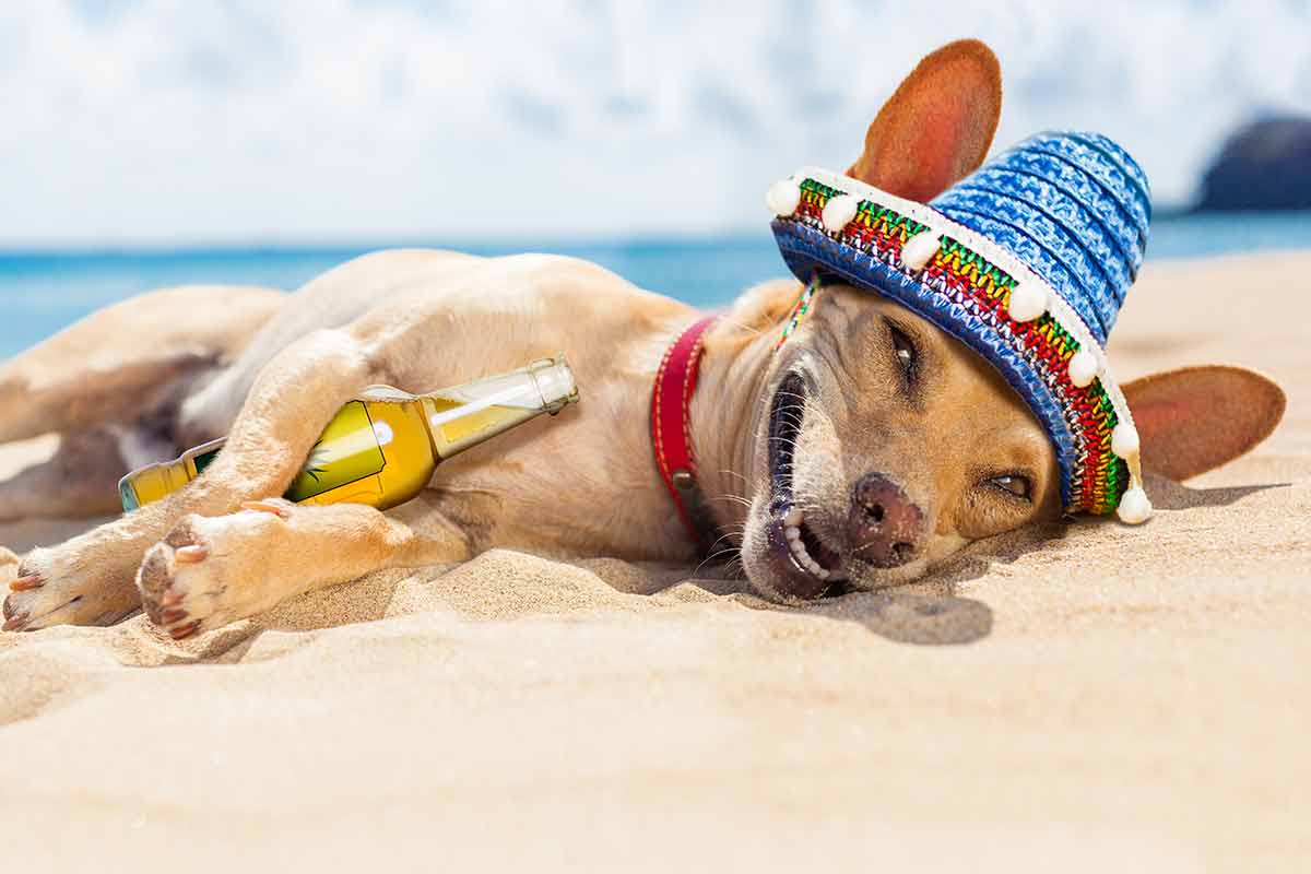 fun things to do in acapulco Chihuahua dog relaxing and resting, drunk on the sand at the beach on summer vacation holidays, ocean shore behind