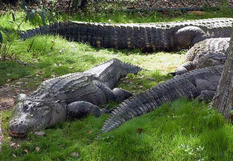 Alligators Rest In Grass