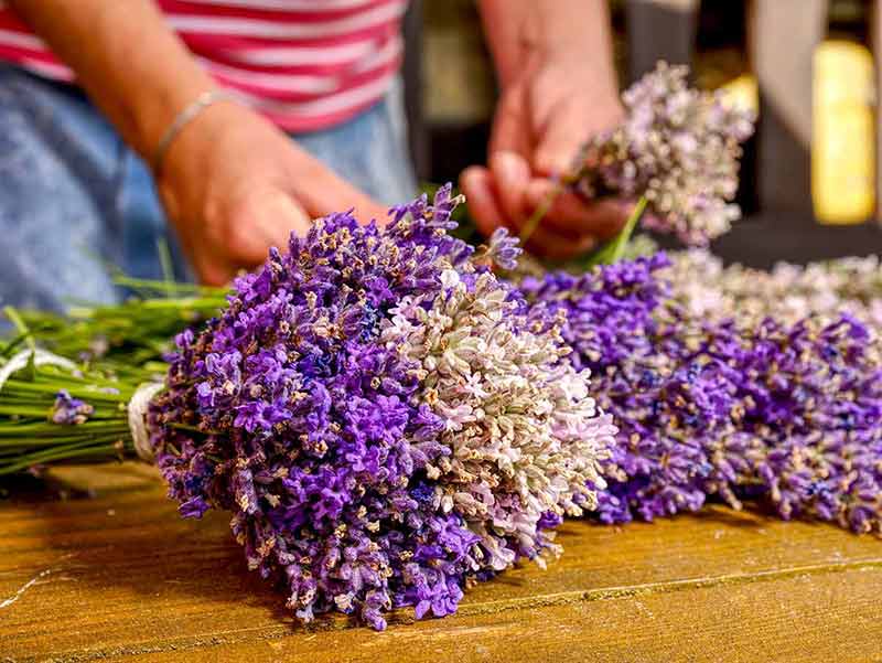 fun things to do in berkeley hands sorting through bunches of lavender