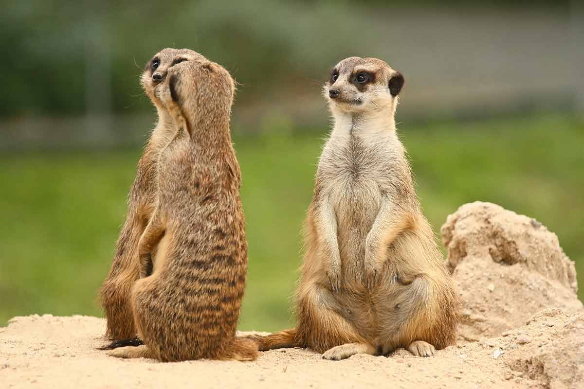 fun things to do in central coast meerkats