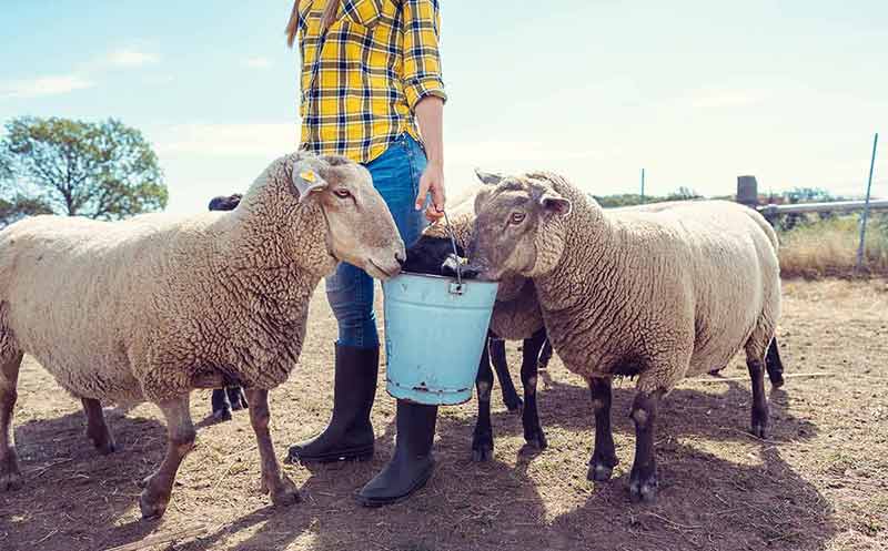 fun things to do in fremont Farmer feeding her farm sheep
