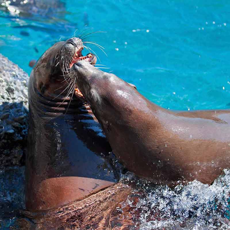 fun things to do in fresno a pair of sea lions playing