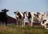 20 Things To Do In Green Bay Beyond Football fun things to do in green bay four cows