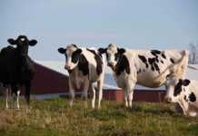 20 Things To Do In Green Bay Beyond Football fun things to do in green bay four cows