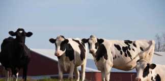 fun things to do in green bay four cows