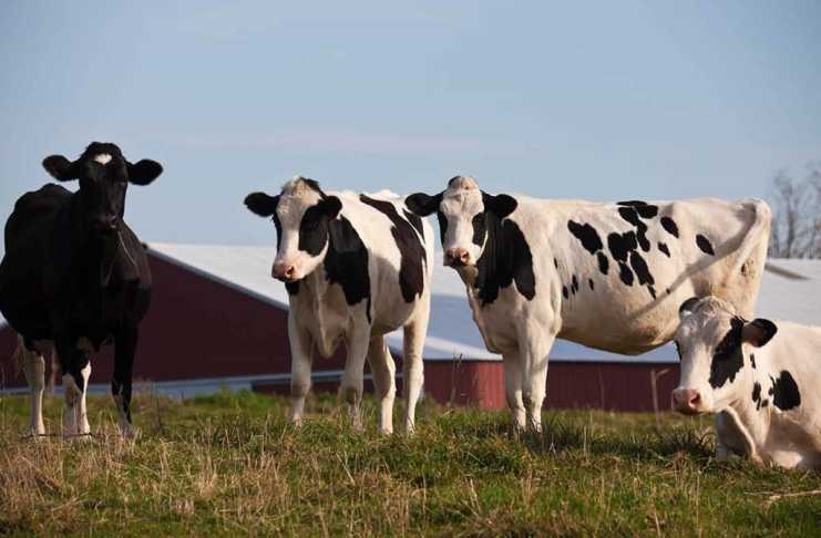 20 Things To Do In Green Bay Beyond Football fun things to do in green bay four cows