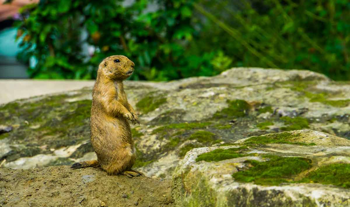 Closeup portrait of a black tailed prairie dog standing, funny animal behavior, tropical rodent specie from America.