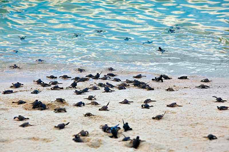 fun things to do in ixtapa turtle hatchlings taking their first steps down the beach and into the ocean