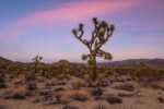 20 Things To Do In Joshua Tree National Park Before You Die fun things to do in joshua tree