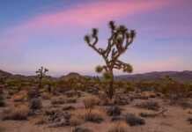 20 Things To Do In Joshua Tree National Park Before You Die fun things to do in joshua tree