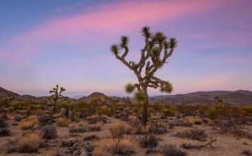 fun things to do in joshua tree