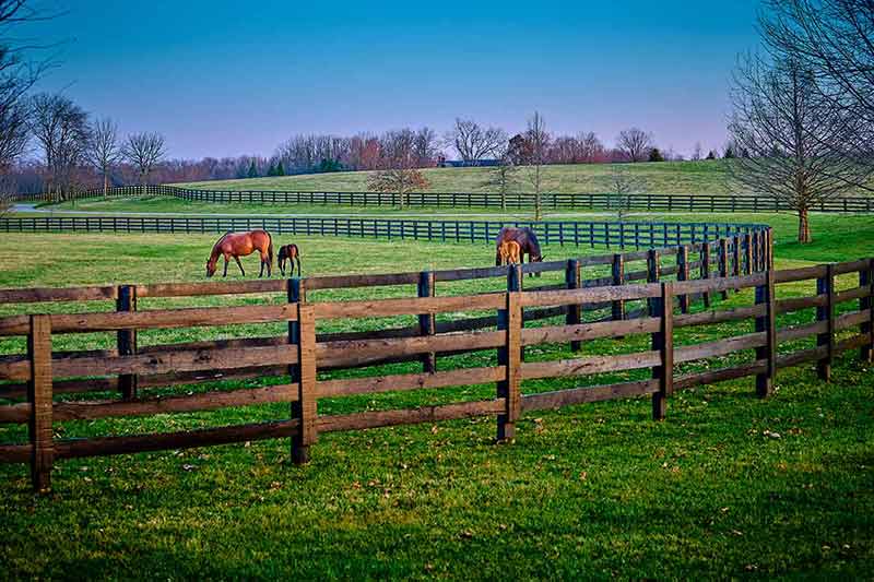 A Pair Of Mares And Foals Grazing On Early Spring Grass