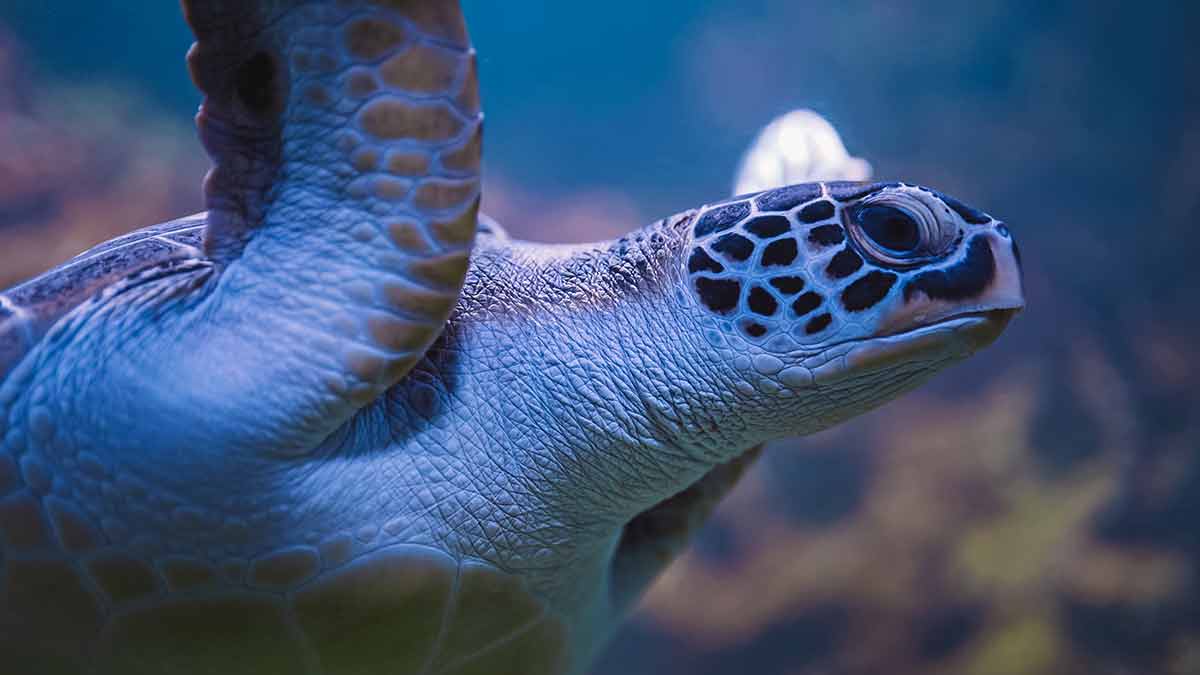 Close-Up Of Chelonia Mydas - Green Sea Turtle