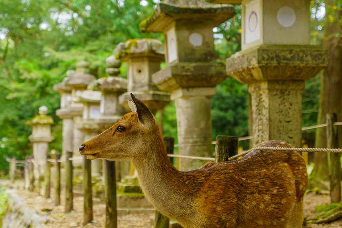 Sacred Deer In Nara Park