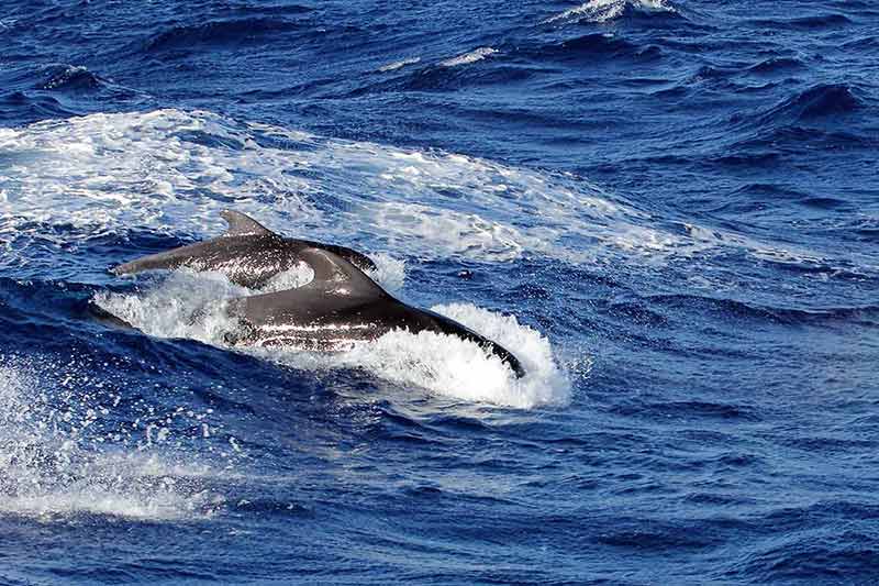 fun things to do in tenerife a pair of short finned pilot whales