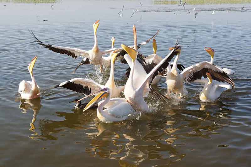 fun things to do in tijuana mexico pelicans on a lake