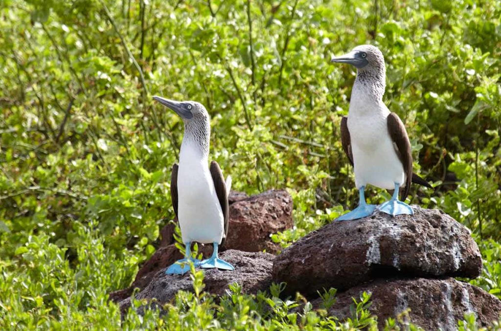galapagos islands animals blue footed booby