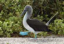 galapagos islands animals blue footed booby courting dance