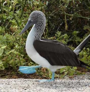 galapagos islands animals blue footed booby courting dance
