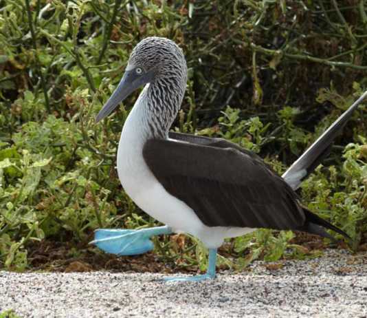 galapagos islands animals blue footed booby courting dance