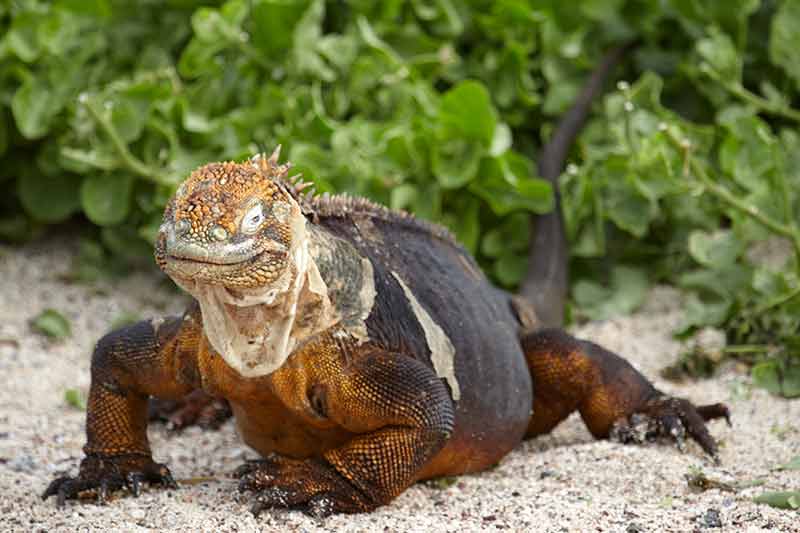 galapagos islands animals land iguana