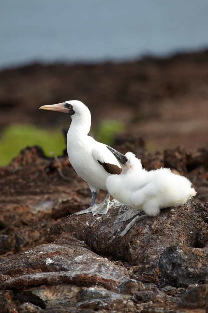 galapagos islands animals nazca booby chic