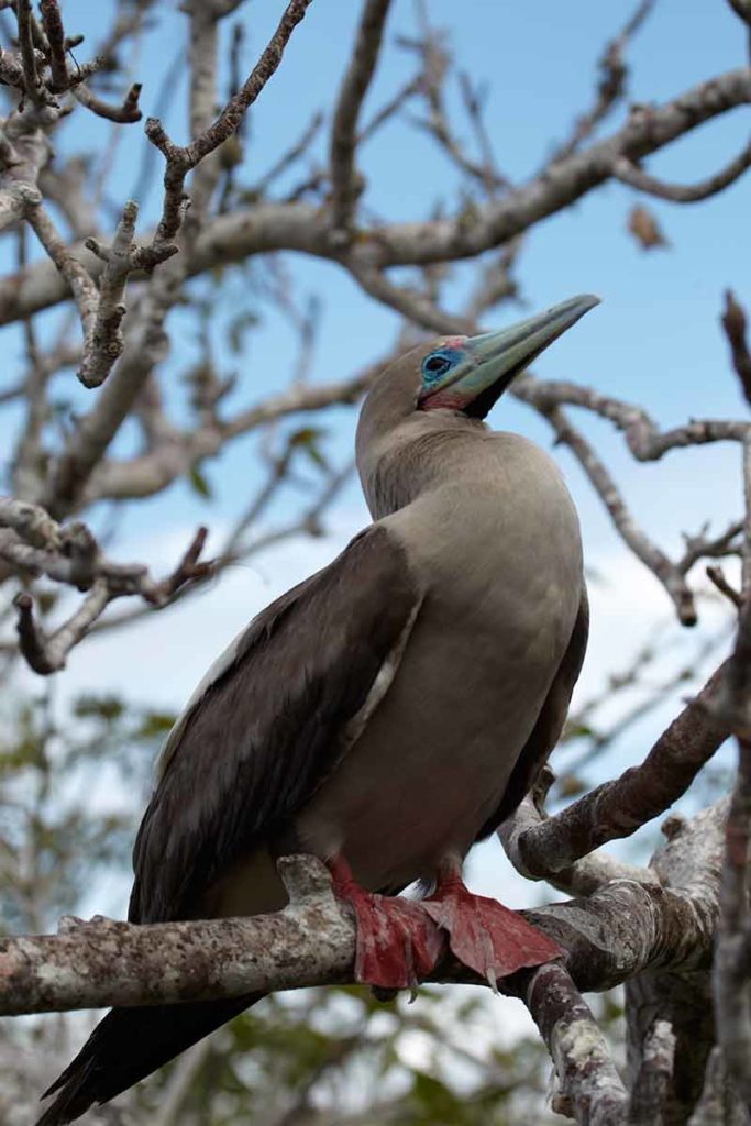 galapagos islands animals red booby