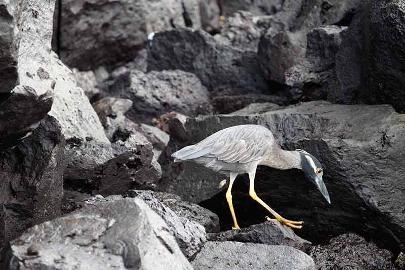 galapagos islands birds striated heron