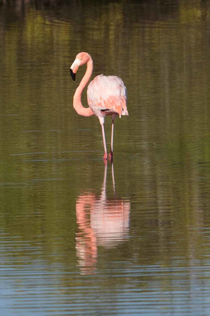 galapagos islands flamingo