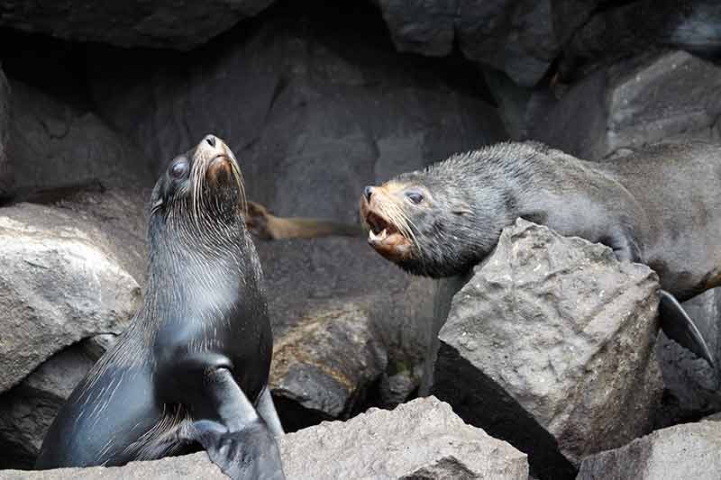 galapagos islands sea lions