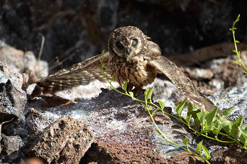 galapagos islands short ear owl