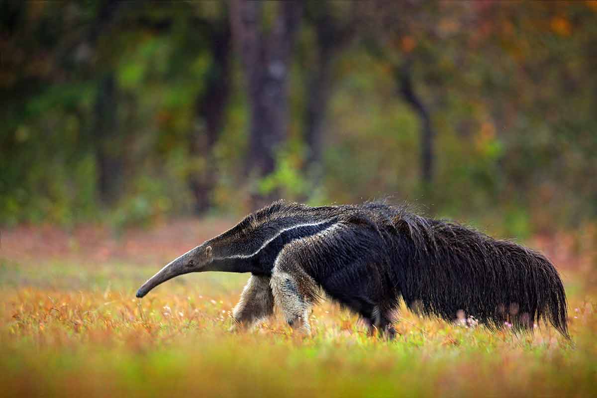 giant anteater argentina
