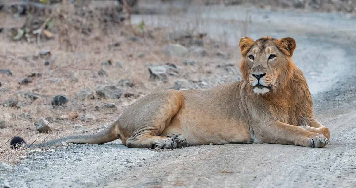 gir national park india asiatic lion on the road