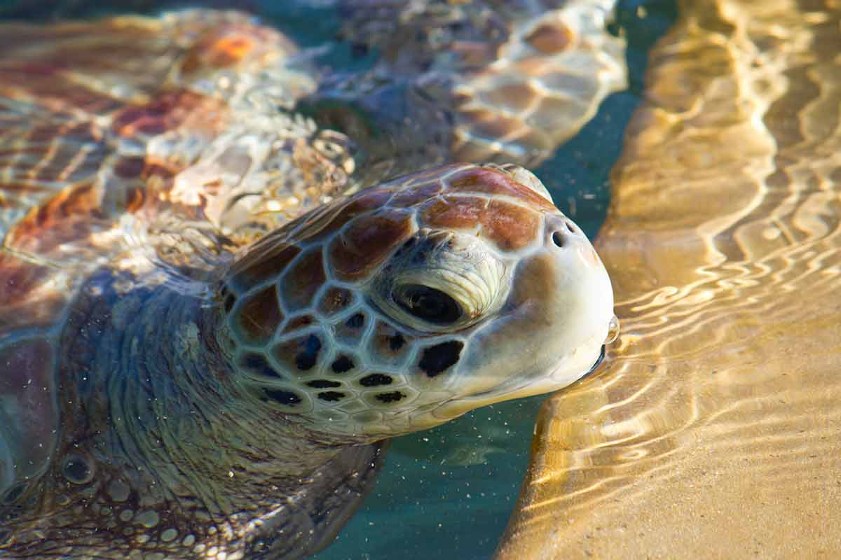 Sea Turtle Eyes And Face