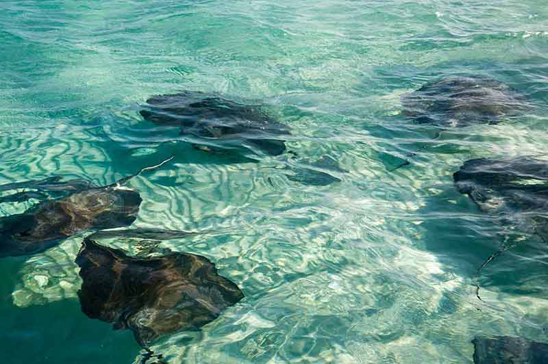Stingray City Experience Plus Two Snorkeling Stops on Grand Cayman
