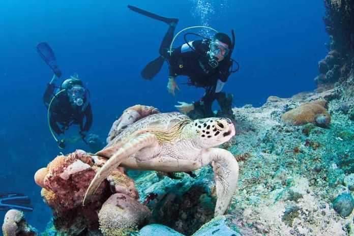 Facts About The Great Barrier Reef - Amazing Coral, Fish and Animals