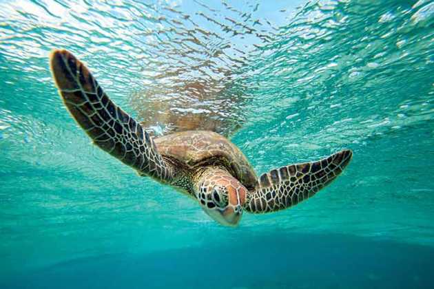 Facts About The Great Barrier Reef - Amazing Coral, Fish and Animals