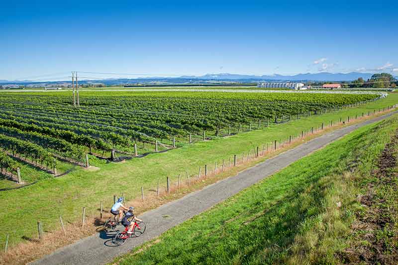 cyclist cycling the great taste trail through vineyards in nelson