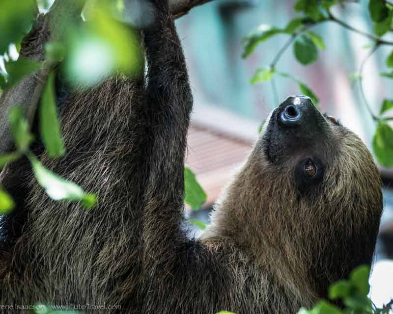 dubai green planet sloth climbing a tree