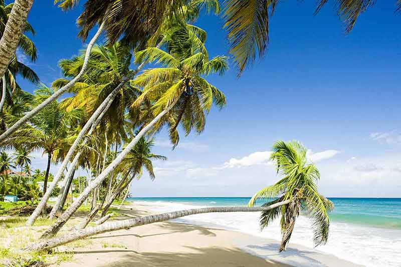 grenada best beaches coconut trees