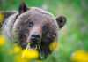 Canada’s Wild Side: Incredible Animals You Can See In The Wild grizzly bear in jasper national park 1