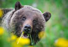Canada’s Wild Side: Incredible Animals You Can See In The Wild grizzly bear in jasper national park 1