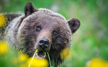 grizzly bear in jasper national park 1