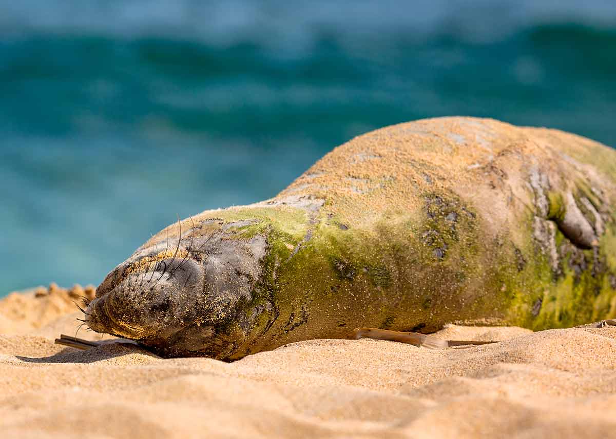 hawaii's best beaches monk seal resting on the beach
