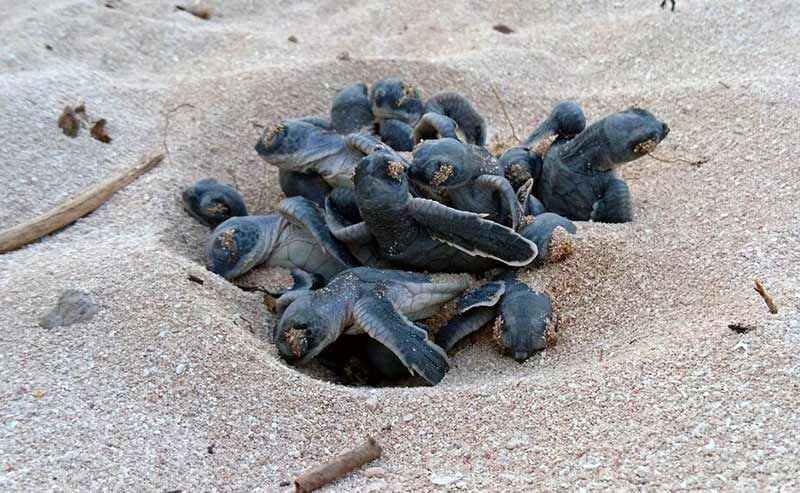 baby turtles on the sand in heron island 