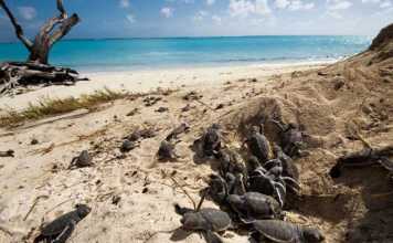heron island turtles