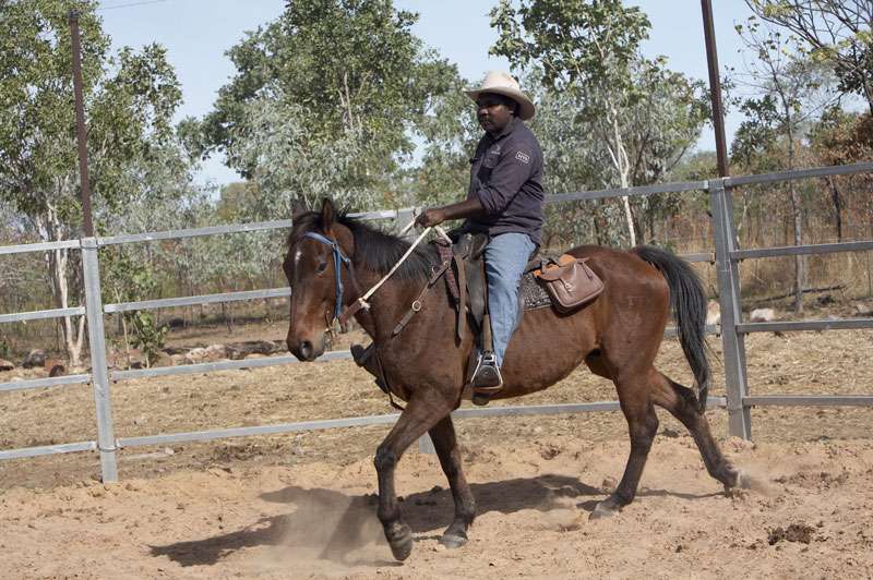 Kimberley region: horse riding el questro