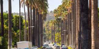 Street with palms in Beverly Hills